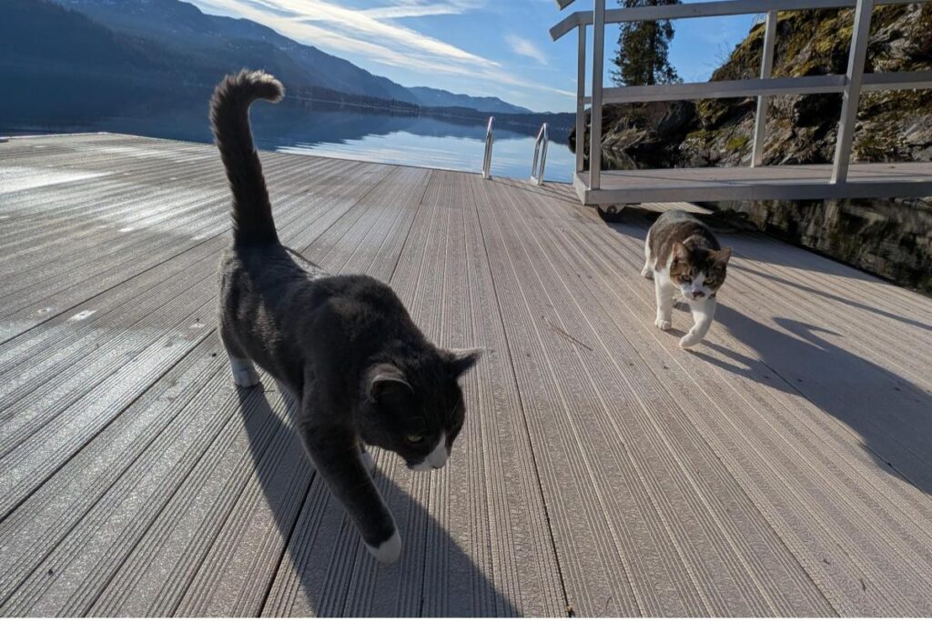 Home Two cats exploring the sunny private dock at Christina Lake House.