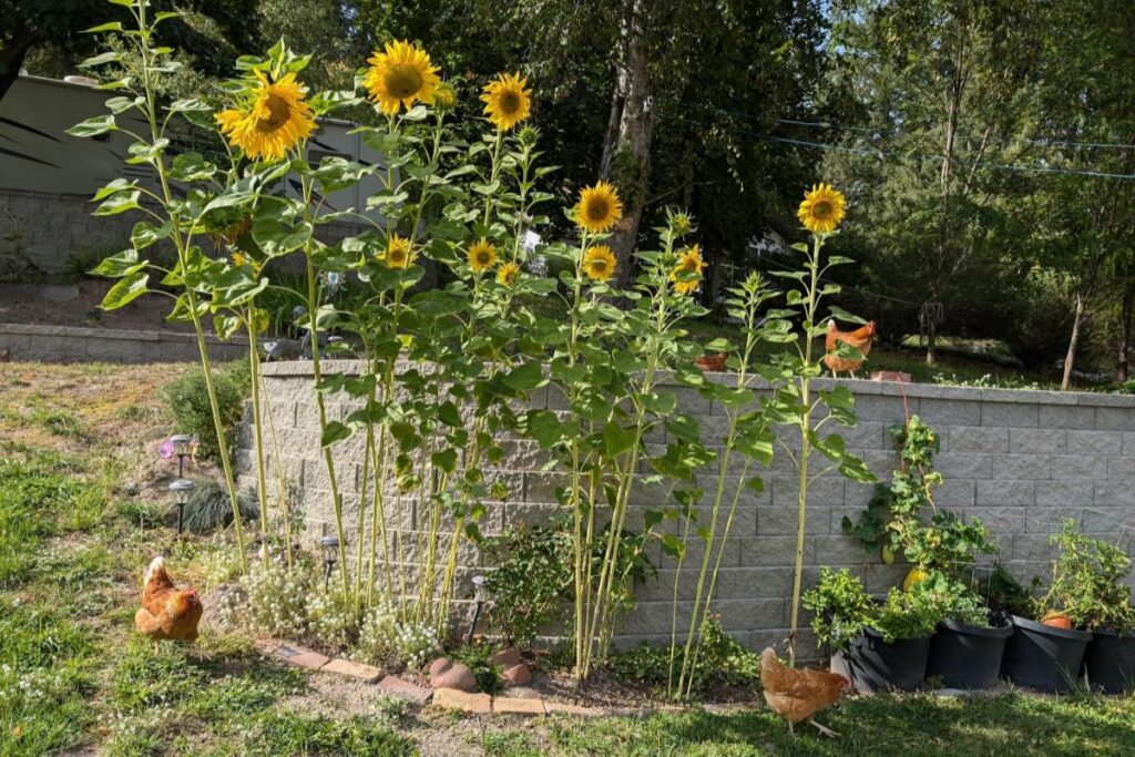 Home Tall yellow sunflowers and chickens roaming the garden at Christina Lake House.